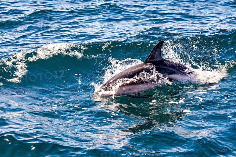 Dolphin swimming on the surface and creating splashes in the blue sea, The Clymene dolphin (Stenella clymene) near Puerto Madryn in Argentina