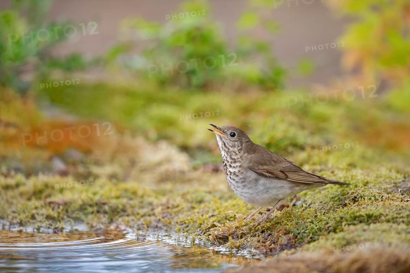 Grey-cheeked Thrush (Catharus minimus) drinking at a waterhole, Texas, USA