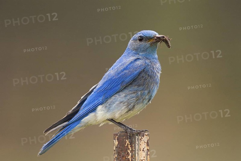 Adult male Mountain Bluebird (Sialia currucoides) bringing food to nestlings