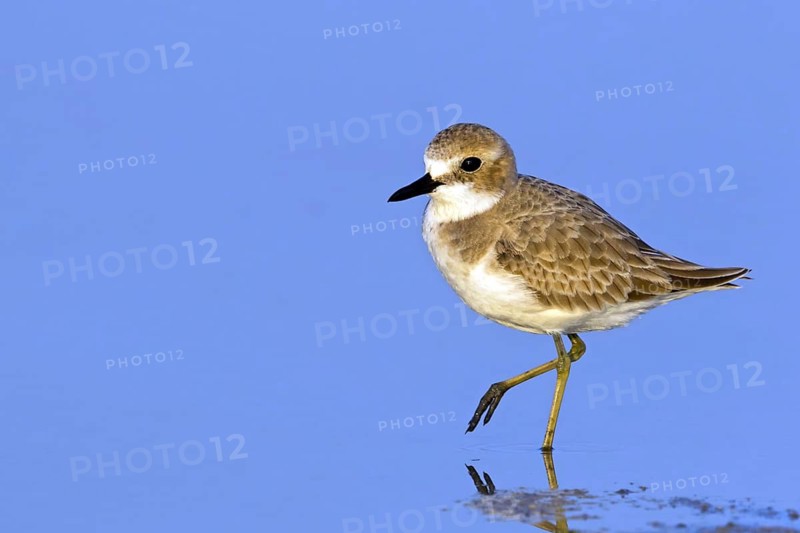 Desert plover, (Charadrius leschenaultii), animals, birds, biotope, habitat, foraging, Middle East, wader, plover family, Barr Al Hikman, Shannah, Ash Sharqiyah South, Oman