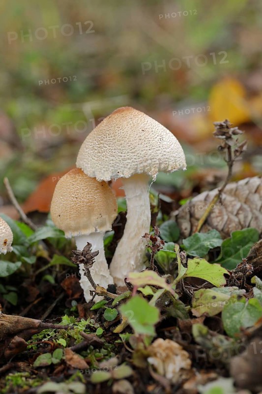 Brick cap (Hypholoma sublateritium) on decaying tree stump, Wilnsdorf, North Rhine-Westphalia, Germany