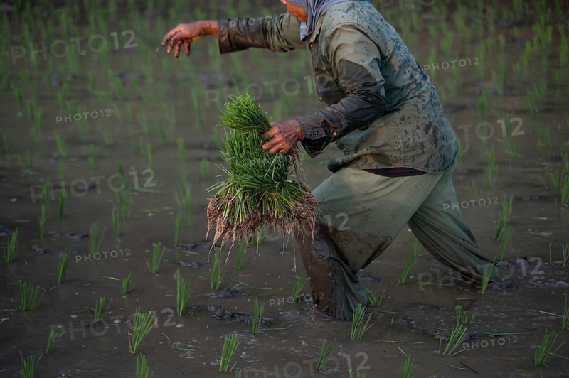An Indonesian farmer skillfully plants rice seedlings in a muddy paddy field. This image captures the essence of traditional agriculture and the hard work of rural farmers
