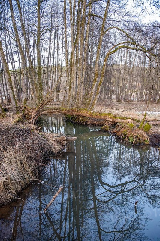 Winterladscape of a swamp with water and trees, Lengenbach, Deining, Upper Palatinate, Bavaria, Germany