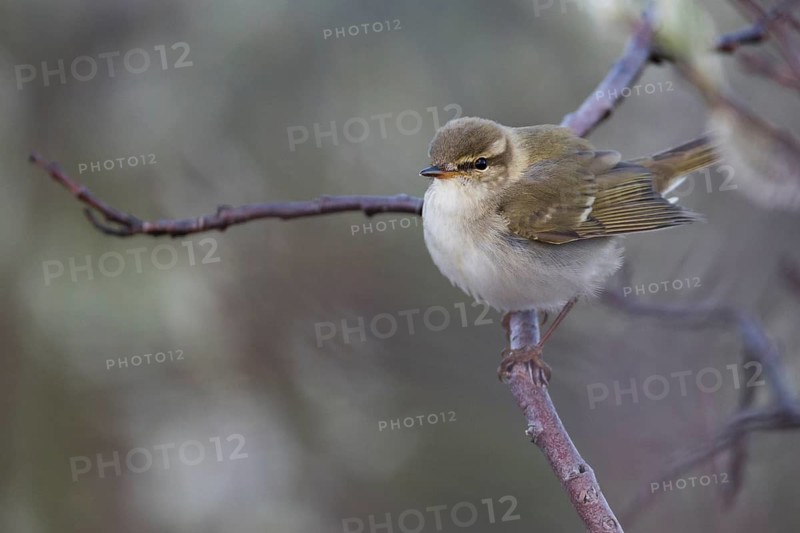 Arctic Warbler - Wanderlaubsänger - Phylloscopus borealis. Russia (Ural)