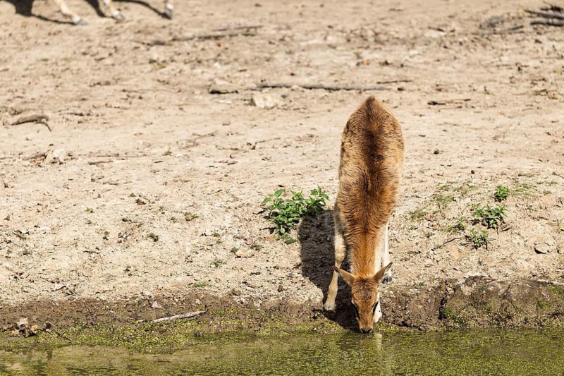 A young female Nile lechwe antelopes (Kobus megaceros) drinks from a small waterhole on a sunny day. South Sudan and Ethiopia