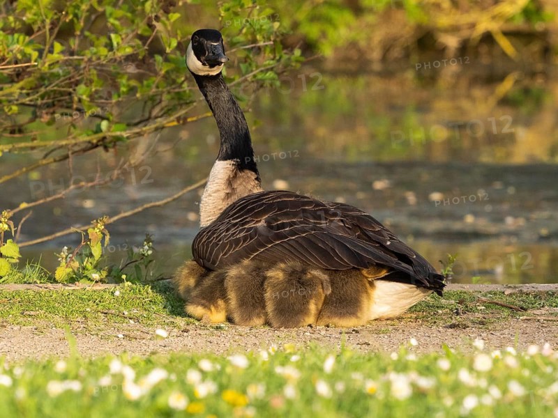 Canada goose (Branta canadensis), adult female bird, resting and brooding her goslings under her feathers, at the side of a lake, Hesse, Germany