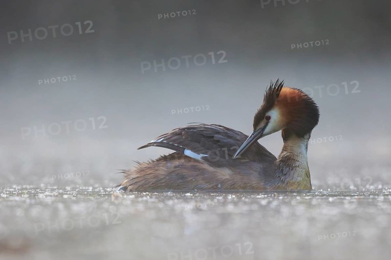 Great Crested Grebe (Podiceps cristatus) in the morning mists, North Rhine-Westphalia, Germany