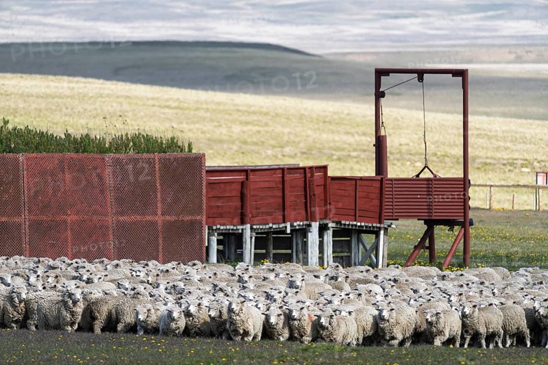 Domestic sheep (Ovis gmelini aries), herd in front of loading ramp and weighing device of a sheep farm, grassland, Tierra del Fuego, Argentina