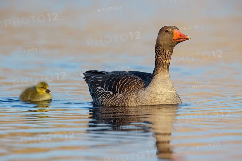 Greylag goose, Anser Anser, goose with chicks, gosling, Wagbachniederung, Baden-W¸rttemberg, Germany
