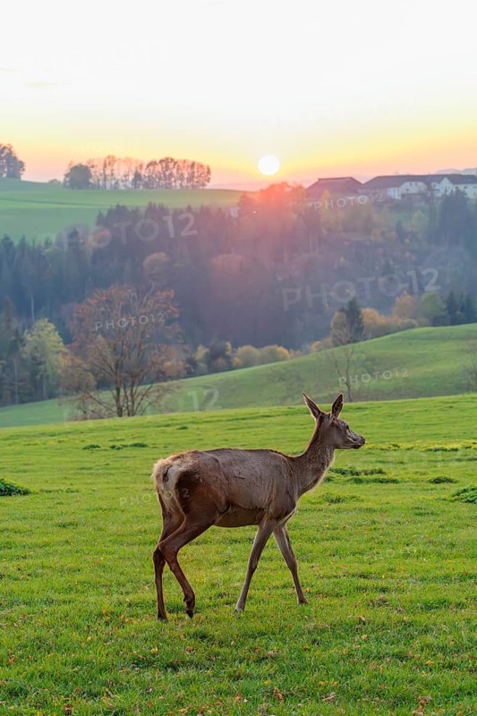 An Altai maral doe (Cervus canadensis sibiricus) walks across a meadow at sunset, silhouetted against the setting sun