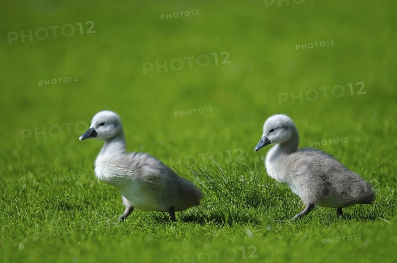 Hoeckerschwan (Cygnus olor), Mute Swan, zwei Jungvoegel auf einer Wiese, Mai, Oberhausen, Nordrhein-Westfalen, Deutschland