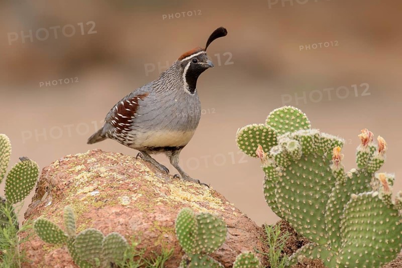 Gambel's Quail (Callipepla gambelii) male perched on a rock, Arizona, USA