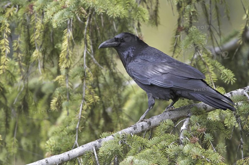 Northern Raven (Corvus corax), British Columbia, Canada