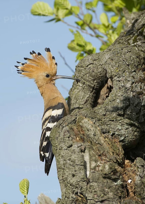 Eurasian Hoopoe (Upupa epops) nest, Brandenburg, Germany