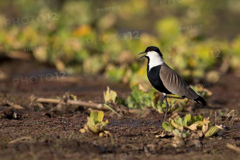 Spur-winged Lapwing (Vanellus spinosus) calling, perched on the ground, Nechisar National Park, Ethiopia