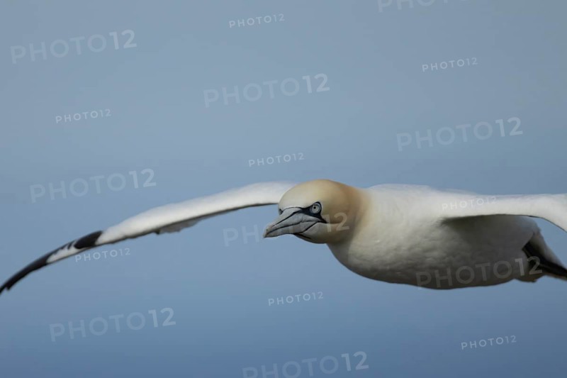 Northern gannet (Morus bassanus) adult seabird bird flying in summer, RSPB Bempton cliffs nature reserve, Yorkshire, England, United Kingdom