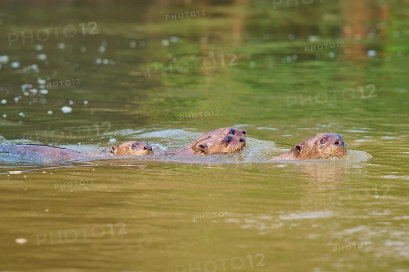 Three otters swimming in the peaceful water near a river bank, surrounded by green vegetation and reflections, Giant otter (Pteronura brasiliensis), Pantanal, Mato Grosso, Brazil