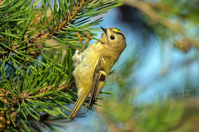 Goldcrest, (Regulus regulus), sitting in a fir tree, Falsterbo, Falsterbo, Skåne, Sweden