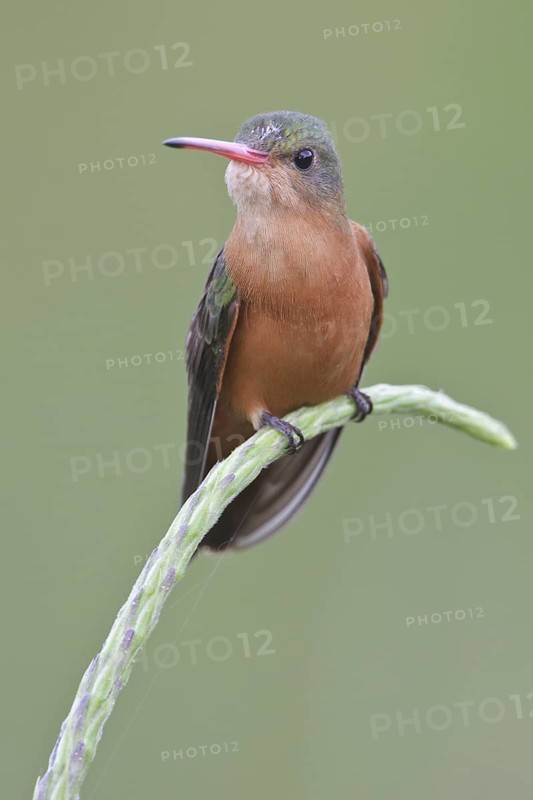 Cinnamon Hummingbird (Amazilia rutila) perched on a flower in Costa Rica