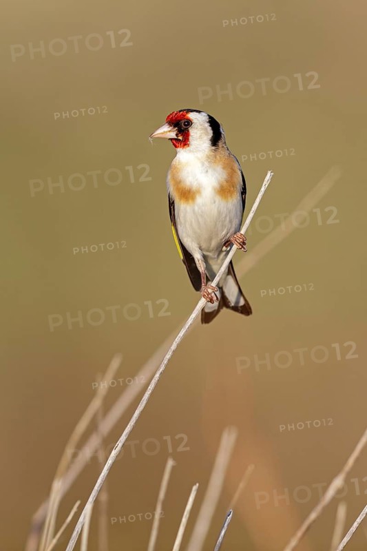 Goldfinch, goldfinch, (Carduelis carduelis), songbird, perch, finch family, perch, biotope, habitat, Lesvos, Greece