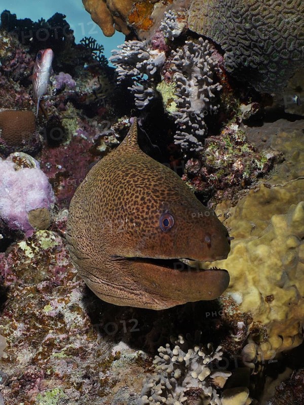 Giant moray eel (Gymnothorax javanicus)