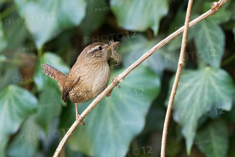 A wren (Troglodytes troglodytes) sitting on a thin branch, carrying nesting material in its beak, Hesse, Germany