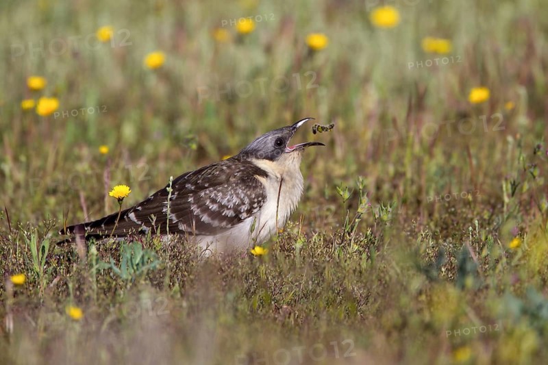 Great Spotted Cuckoo (Clamator glandarius) eating insect, Castile-La Mancha, Spain