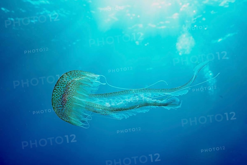 A luminous jellyfish (Pelagia noctiluca) floats in the bright blue water of the sea, dive site peninsula Giens, Mediterranean Sea, Porquerolles, Provence, Côte d'Azur, France