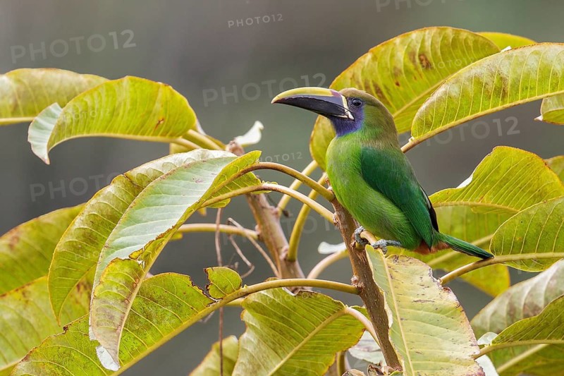 Emerald Toucanet (Aulacorhynchus prasinus) perched on a branch in Costa Rica