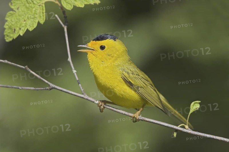 Wilson's Warbler (Cardellina pusilla) male singing, British Columbia, Canada