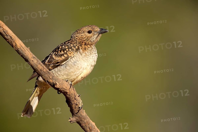 Spotted Bowerbird (Chlamydera maculata) female perched on a branch, Queensland, Australia