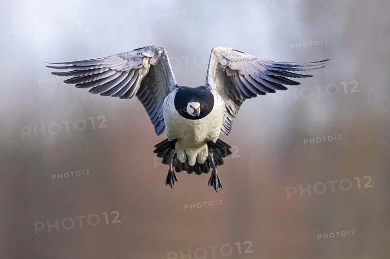 Barnacle Goose (Branta leucopsis) landing, Netherlands