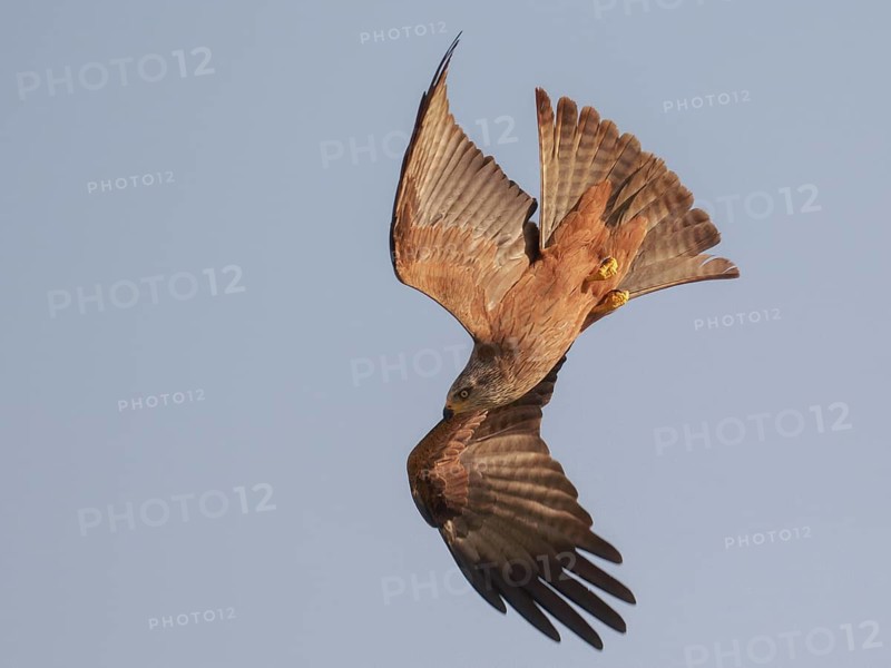 Black Kite (Milvus migrans) flying, Spain