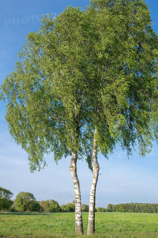 Warty birches (Betula pendula) in spring, blue sky, Lower Saxony, Germany