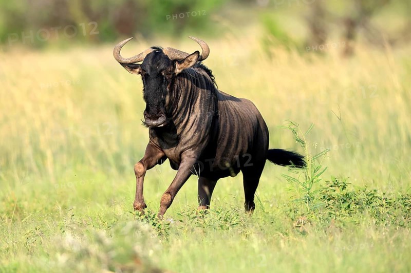 Blue wildebeest (Connochaetes taurinus), adult, jumping, running, Pilanesberg National Park, North West Province, South Africa
