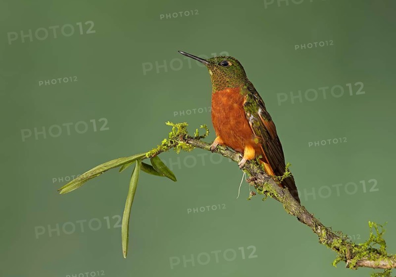 Chestnut-breasted Coronet (Boissonneaua matthewsii) perched on a branch, Napo, Ecuador