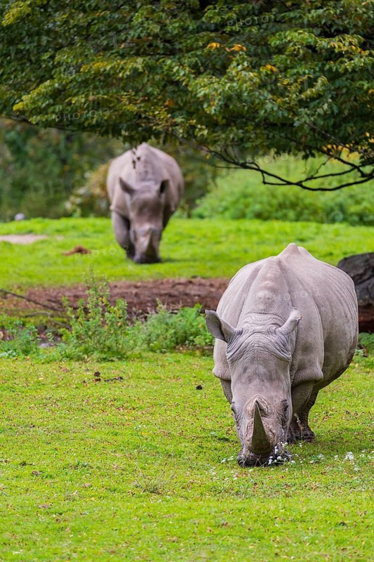 Two white rhinoceros (Ceratotherium simum) stand grazing on a fresh green meadow