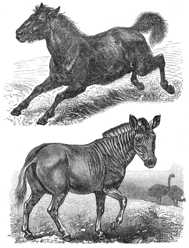Extinct animals, Quagga (Equus quagga quagga), Tarpan (Equus ferus ferus), historical graphic representation, 1896, historische Zeichnung, 1896, ausgestorbene Tiere, Quagga (Equus quagga quagga), Tarpan (Equus ferus ferus)