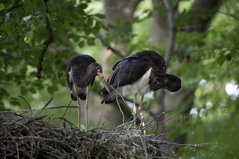 Black Stork (Ciconia nigra) nest, Saxony, Germany