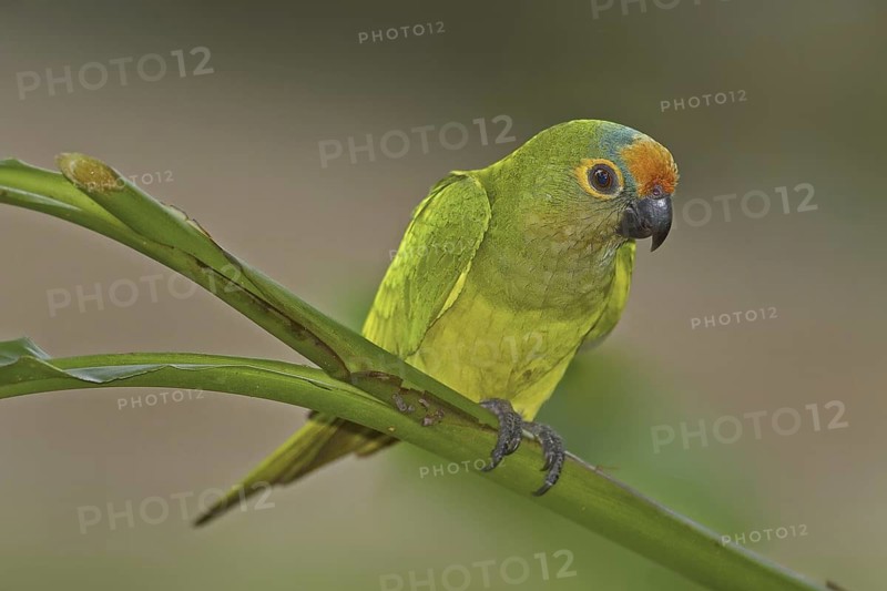 Peach-fronted Parakeet (Eupsittula aurea), Mato Grosso do Sul, Brazil