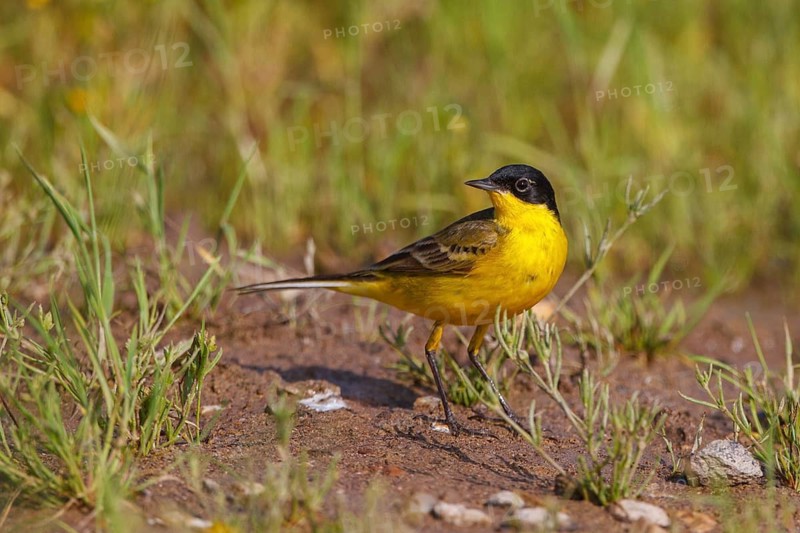 Western Yellow Wagtail (Motacilla flava feldegg), Greece