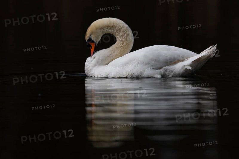 Mute Swan (Cygnus olor), Baden-Wuerttemberg, Germany