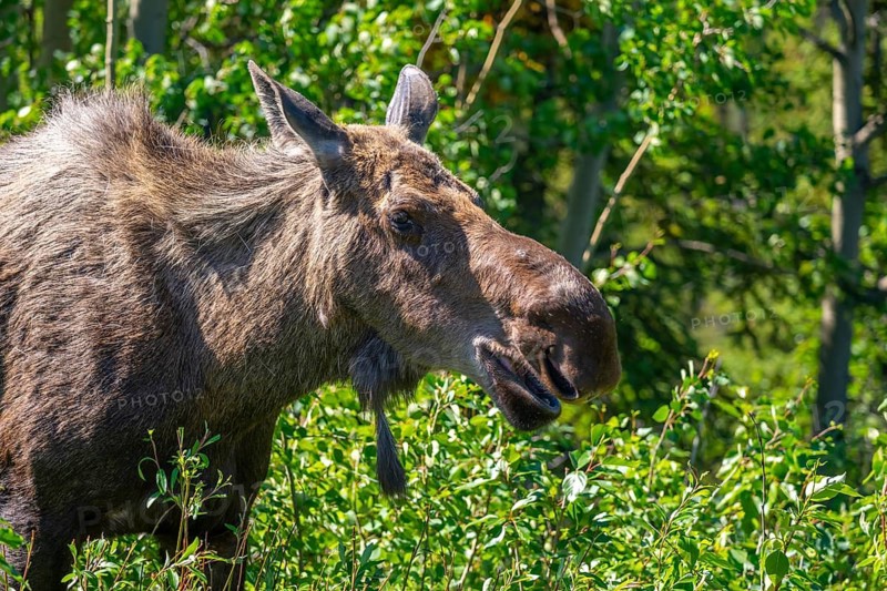 Moose (Alces alces) standing in the forest, Alaska, USA