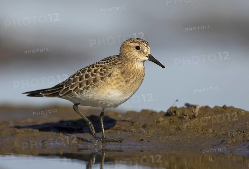 Baird's Sandpiper (Calidris bairdii), Ohio, USA