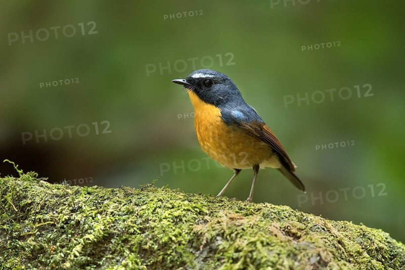 Snowy-browed Flycatcher (Ficedula hyperythra) male, Bidoup National Park, Vietnam