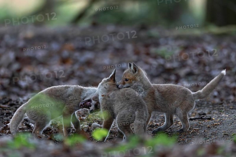 The ears of playfully fighting red fox pups (Vulpes vulpes) are a favourite target, rearing pups, baby animals, cute, playful, wrestling, May, Germany