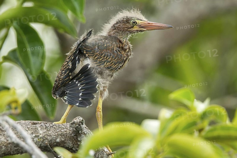 Green Heron Butorides virescens San Blas, Nayarit, Mexico 7 June Immature Ardeidae