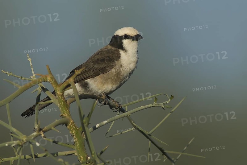 Northern White-crowned Shrike (Eurocephalus ruppelli), Ethiopia