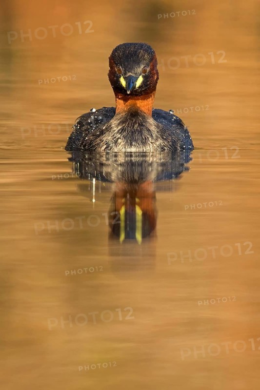 Zwergtaucher, Little Grebe, Dabchick, Tachybaptus ruficollis, Podiceps ruficollis, Grèbe castagneux, Zampullín Común