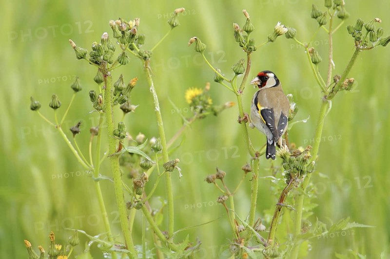 European Goldfinch (Carduelis carduelis), Andalusia, Spain